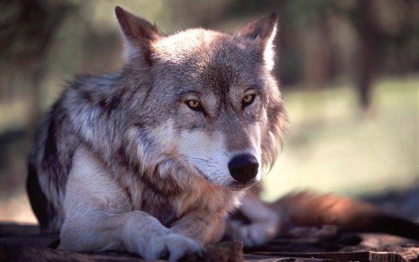 Volk
