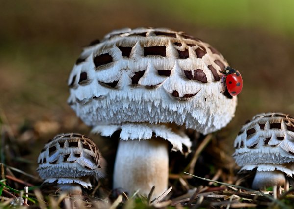 Mushroom-forest-reaper-forest-garden-plant-autunm