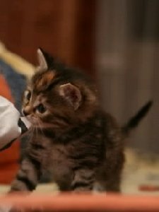 kitten