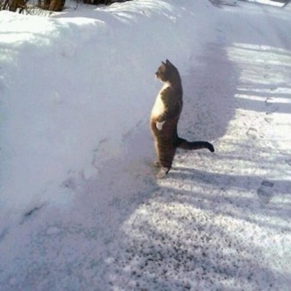 Зимние коты (14)