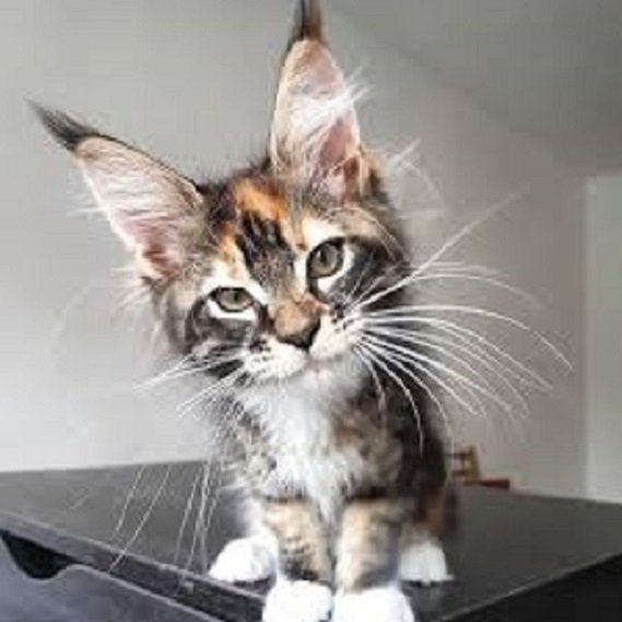Котёнок