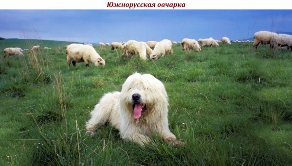 Южнорусская овчарка