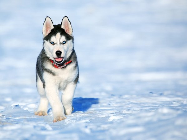 Husky-Dog-1