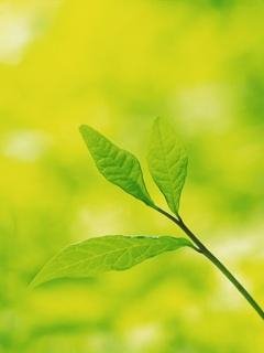 Freshgreen Leaves