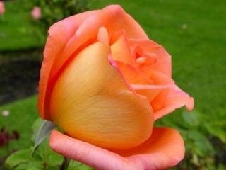 Roza1