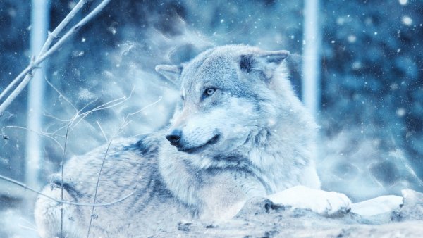 wolf-2560x1440-wild-snow-winter-cold-hd-10060