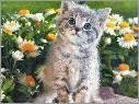 Котенок