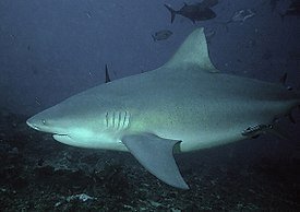 px-Bullshark Beqa Fiji 2007