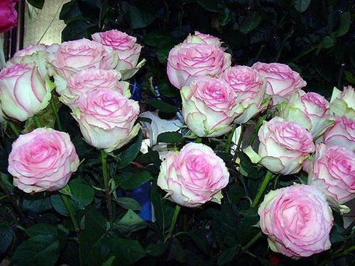 file_85274620