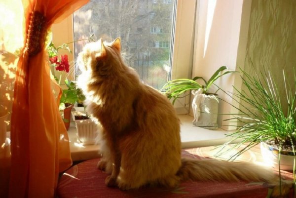 Рыжий кот на подоконнике