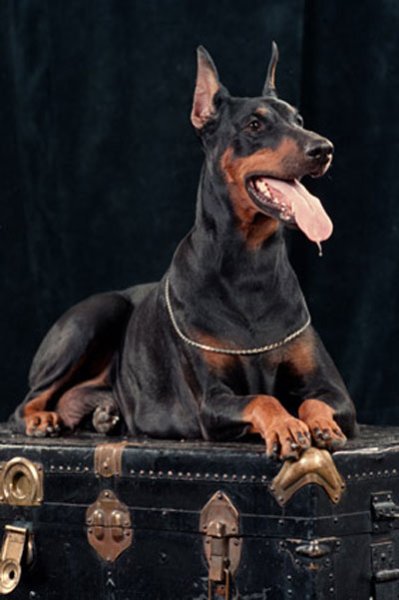 A-DOBERMAN