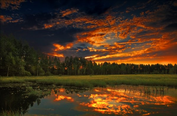 лес природа лето Закат вечер