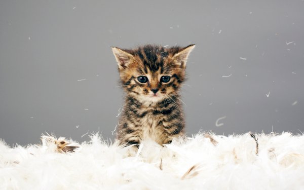 Cat Expressions 3