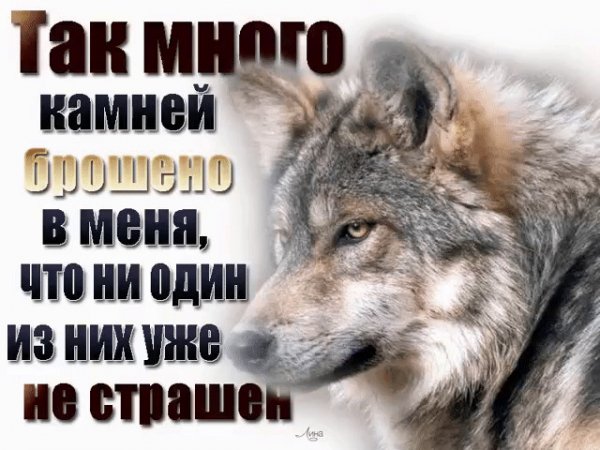 Волк