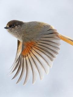 Birds By Win(1)