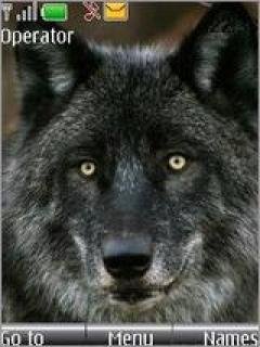 Wolf 3