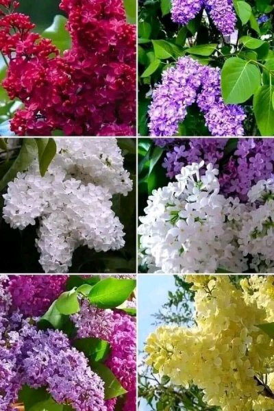 file_96475219