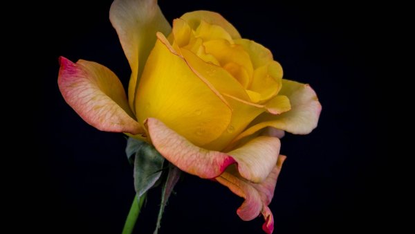 Image (39)