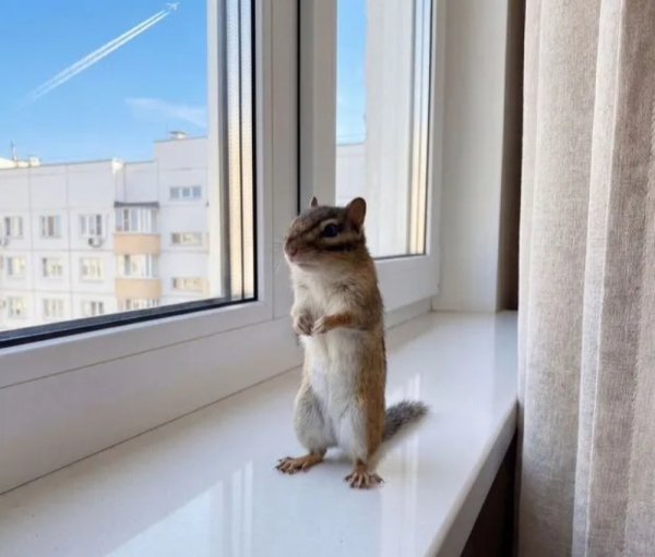 Бурундук