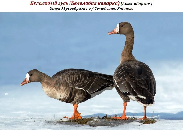 Белолобый гусь (Белолобая казарка) (Anser albifrons)