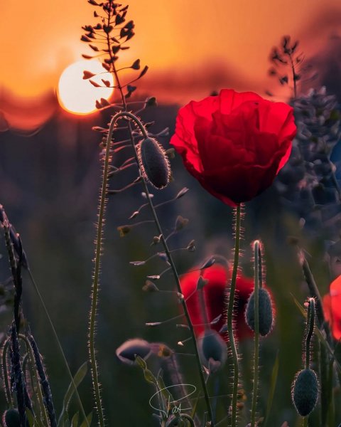 file_96417371