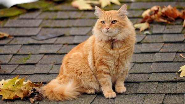 Котэ рыжий-крыша