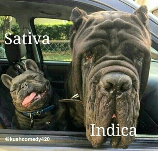 SATIVA &amp; INDICA