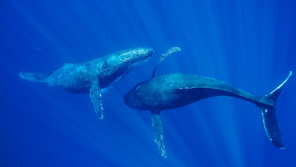 MauiWhale ROW1029422995 UHD