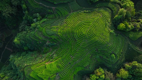 SichuanTea ROW1006834324 UHD