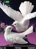 love bird