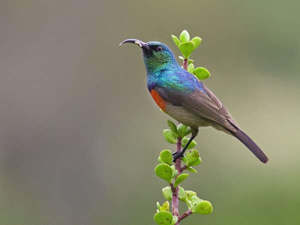 Sunbird odp1