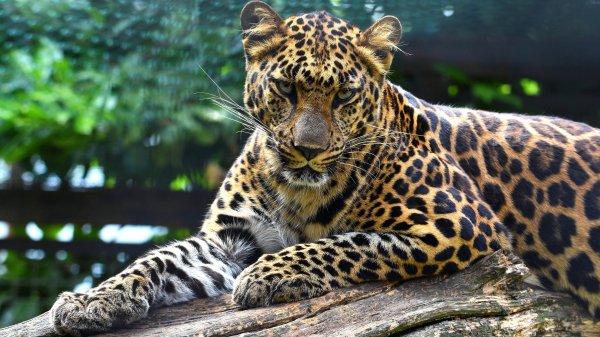 yaguar brevno listya zoopark