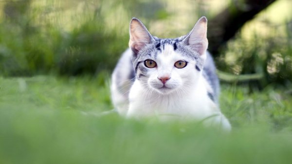 file_81634199