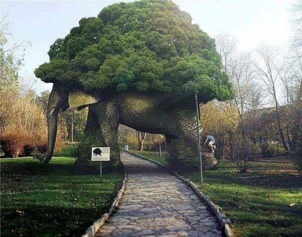 Дерево-слон..
