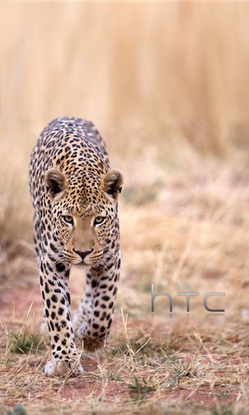 animals-480x800-0009