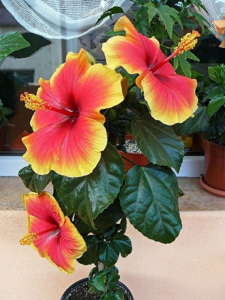 Гибискус Тиволи (Hibiscus Tivoli)