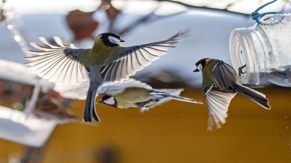 file_81566695
