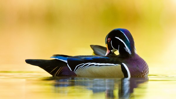 QuebecDuck ROW0409459903 UHD