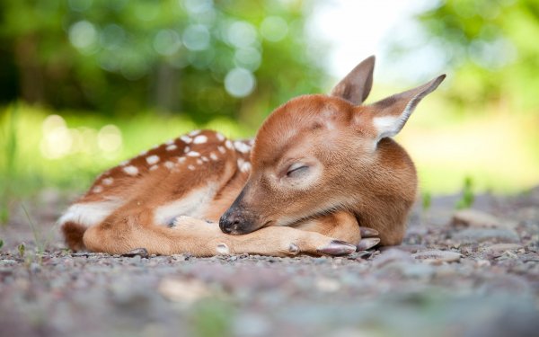 Baby Animals 8