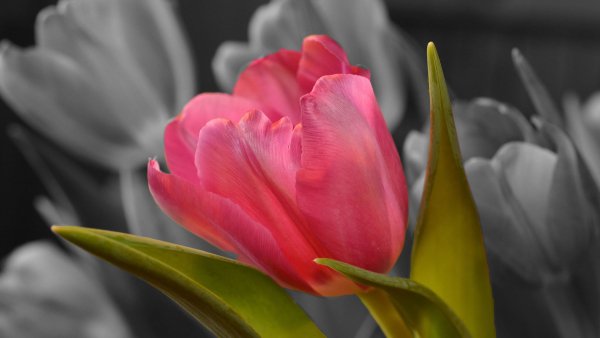 file_83479575