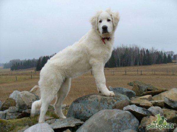 Акбаш (3)