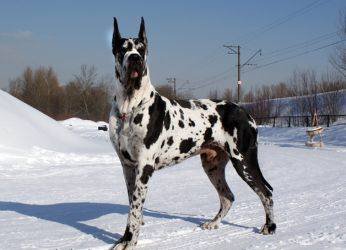 Дог королевский korolevskiy mramorny dog