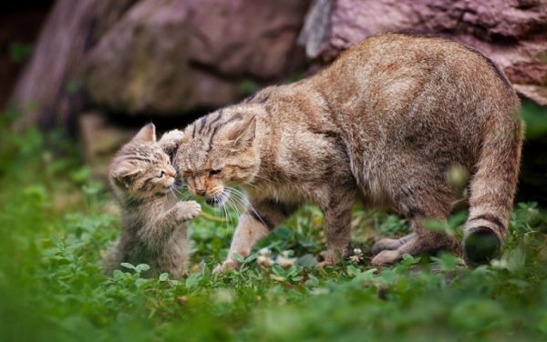 Кот в лесу. (3)