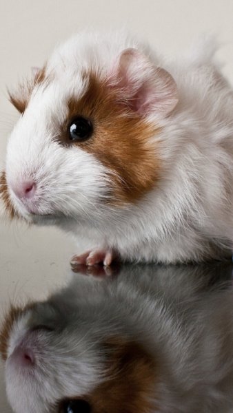 wallpaper 540x960 2 49