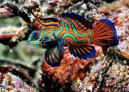 Ryba-mandarin-423x300
