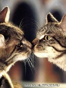 Cat vs Cat