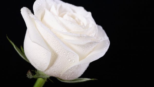 Image (11)