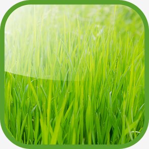 Зеленые Живые Обои - v.1.0