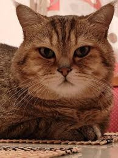 Кот