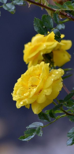 file_90242659